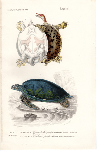 Spiny Softshell Turtle, Green Turtle